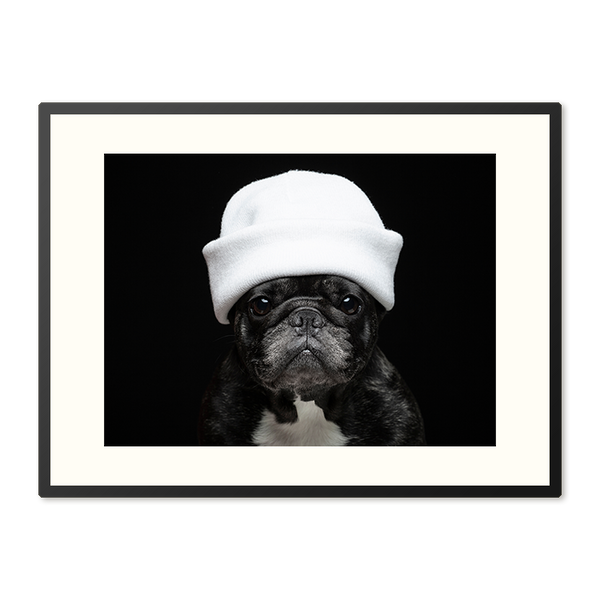 Poster in Lijst Elegante Bulldog