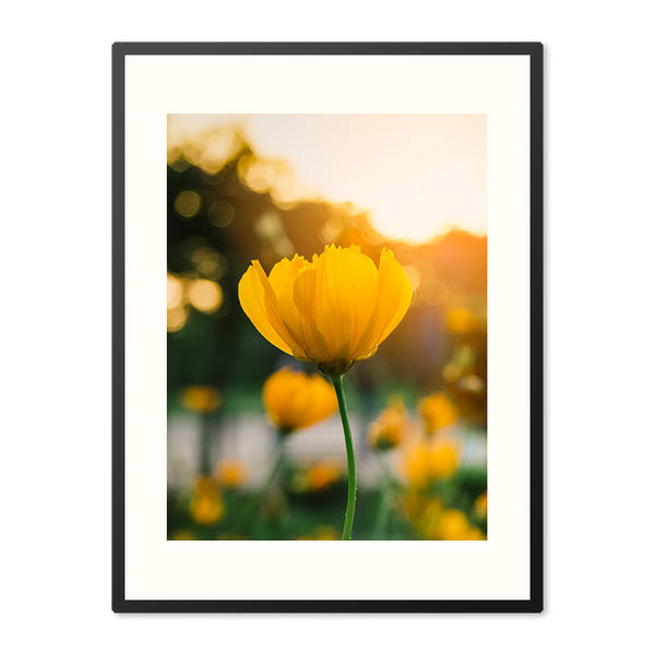 Poster in Lijst Veld van Bloeiende Gele Bloemen