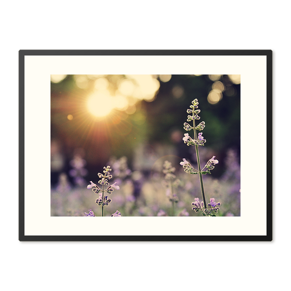 Poster in Lijst Veld van Lavendelbloemen