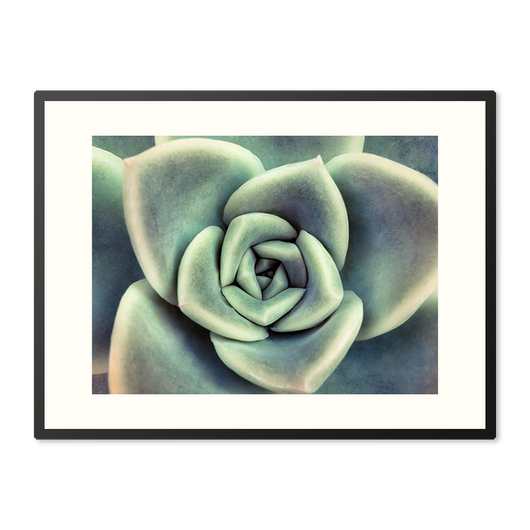 Poster in Lijst Vetplant van Boven