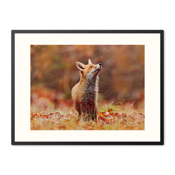 Poster in Lijst Vos in Herfstlandschap