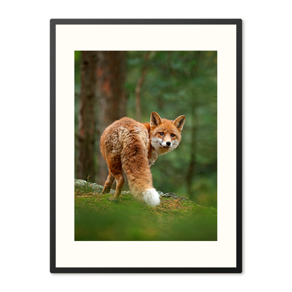 Poster in Lijst Vos in het Groene Bos
