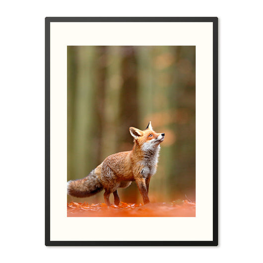 Poster in Lijst Vos in het Woud