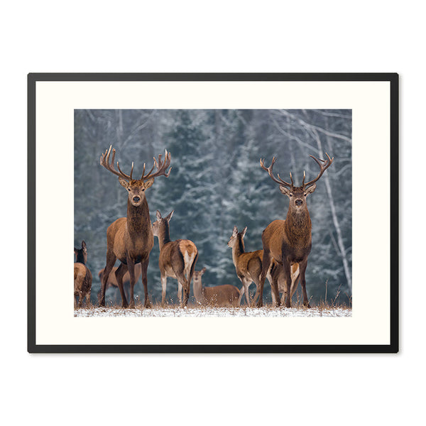 Poster in Lijst Winterlandschap met Edelherten