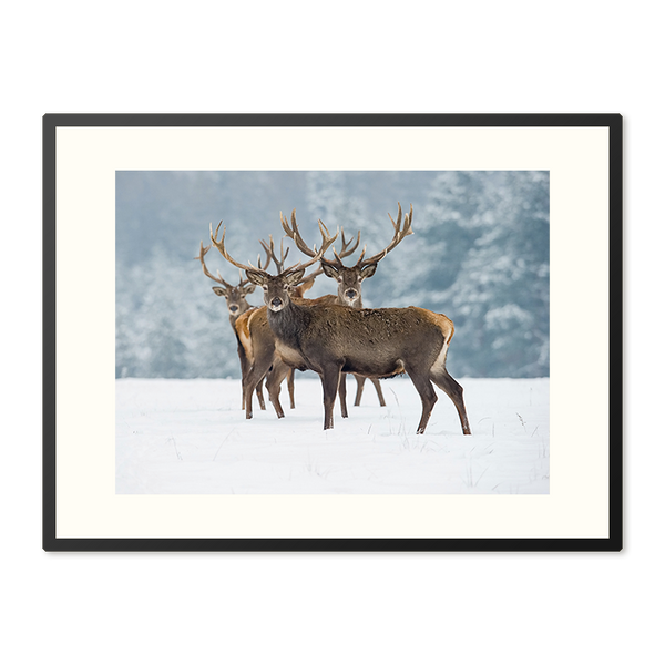 Poster in lijst Winters Monarch