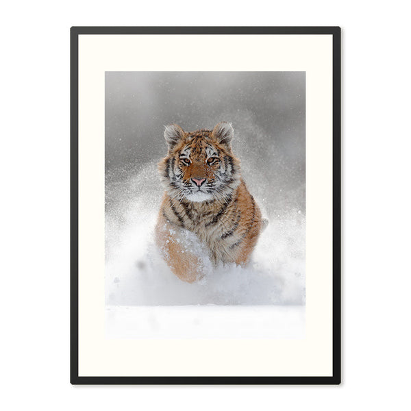 Poster in lijst Winterse Tijger