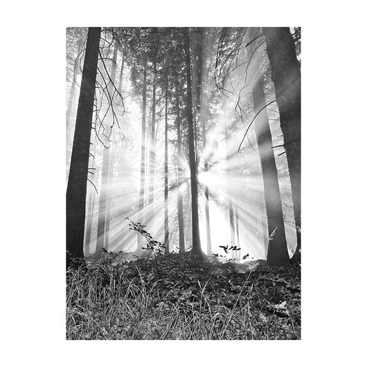 Schilderij Bosmagie bij Dageraad