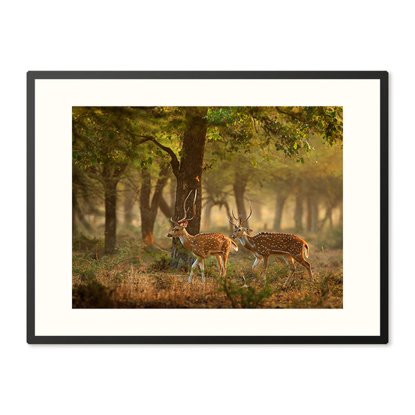 Poster in Lijst Herten in Herfstbos