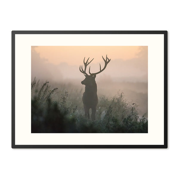 Poster in Lijst Hert in de Ochtendmist