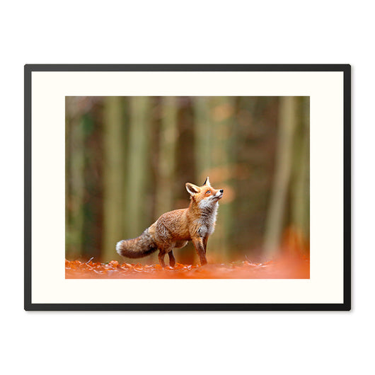 Poster in Lijst Vos in het Woud