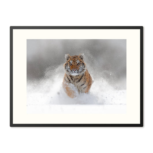 poster in lijst winterse tijger