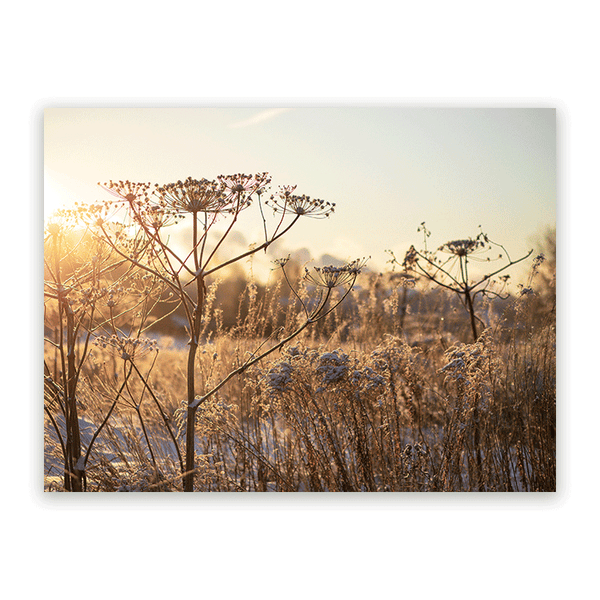 Schilderij Droogplanten in Winterzon