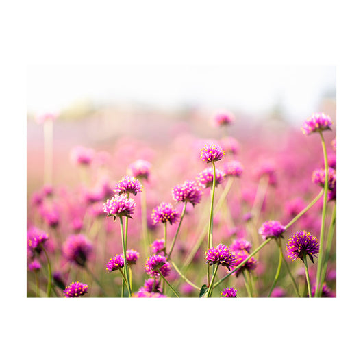 Schilderij Betoverend Paars Bloemenveld