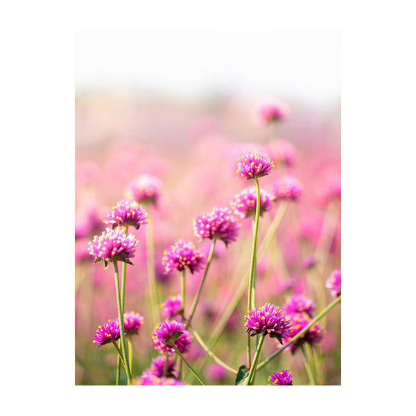 Schilderij Betoverend Paars Bloemenveld