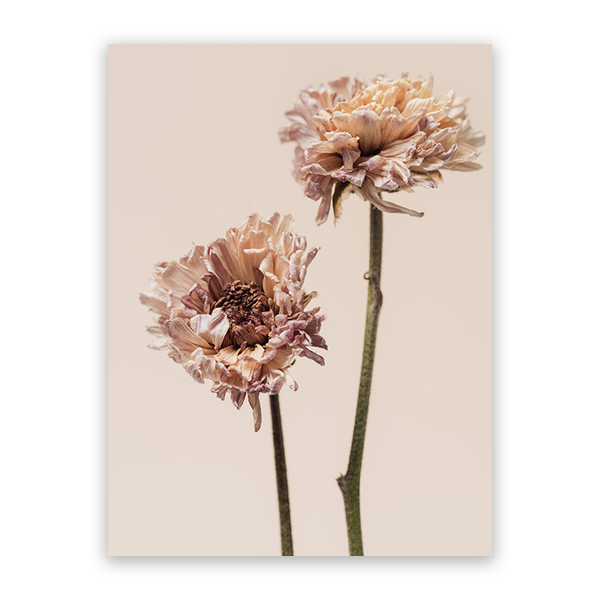 Schilderij Betoverende Chrysanten