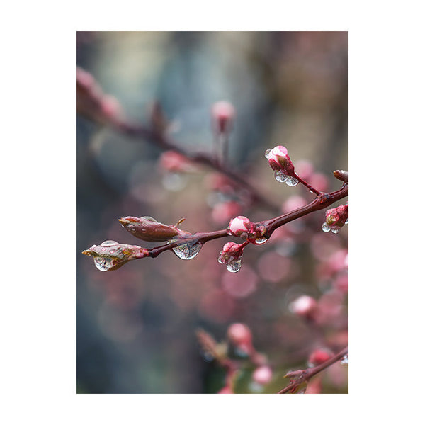 Schilderij Betoverende Bloeiende Perzikboom