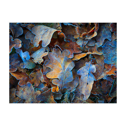 Schilderij Bladeren in Winterslaap