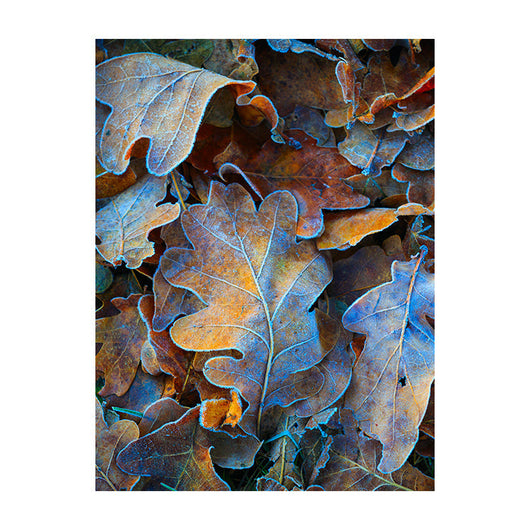 Schilderij Bladeren in Winterslaap