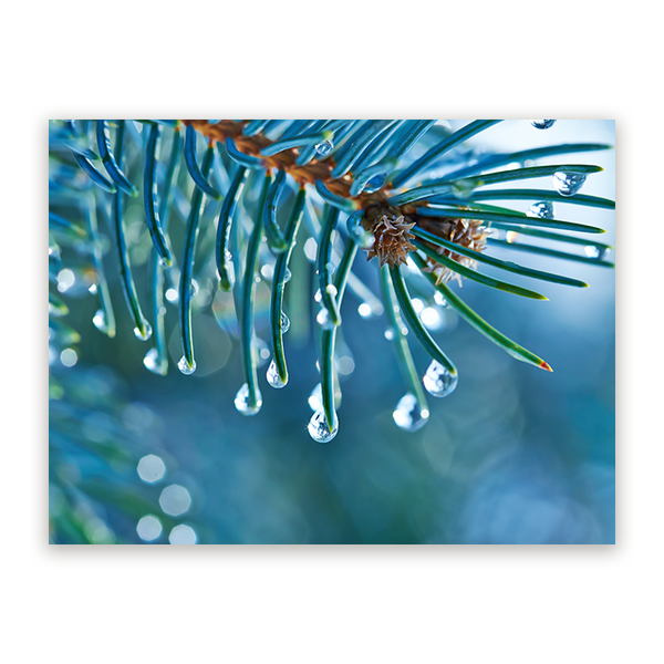 Schilderij Blauwe Spar met Waterdruppels