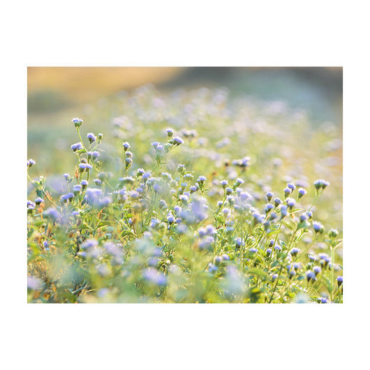 Schilderij Blauwe Weidepracht