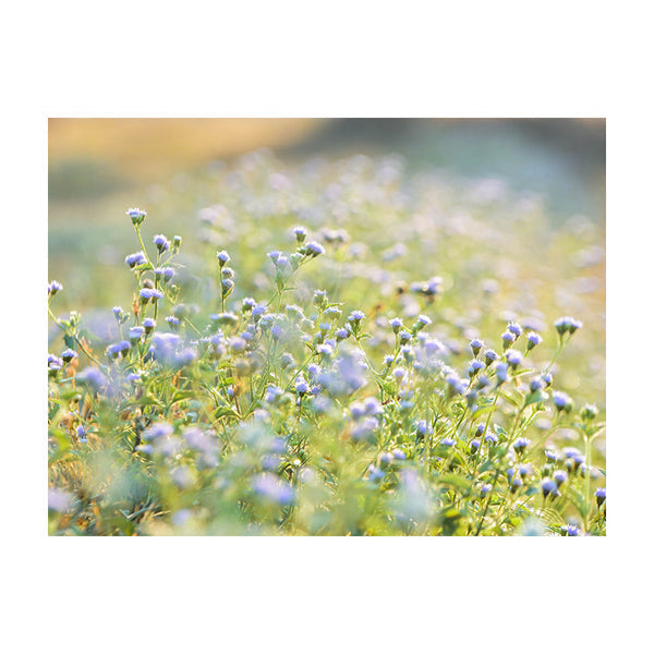 Schilderij Blauwe Weidepracht