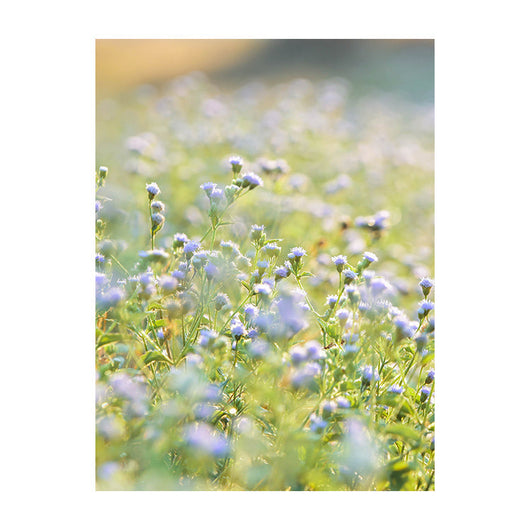 Schilderij Blauwe Weidepracht