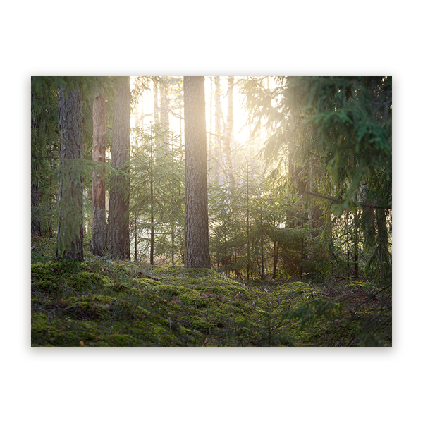 Schilderij Bosrijke Mysterie