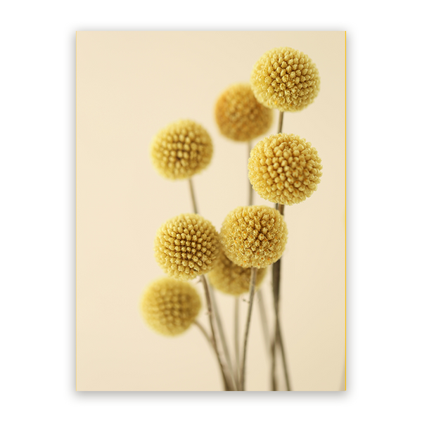 Schilderij Gedroogde Kraspedia