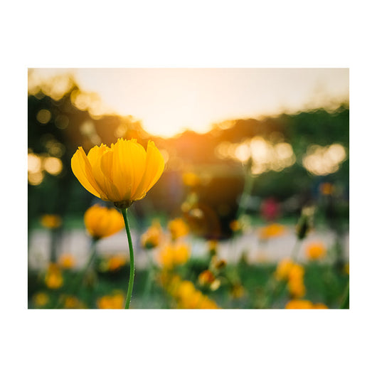 Schilderij Veld van Bloeiende Gele Bloemen