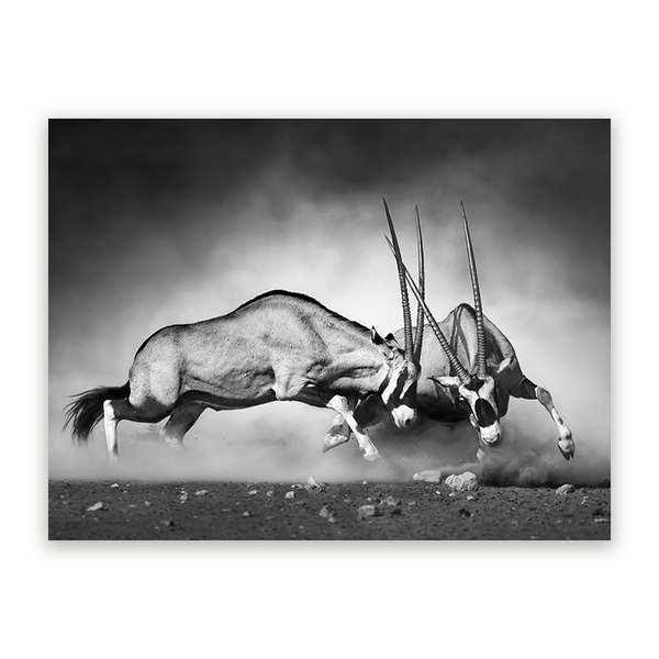 Schilderij Gehoornde Rivalen