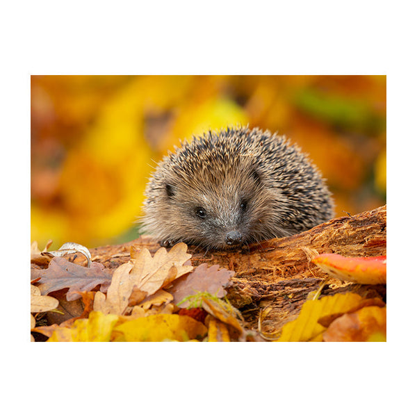 Schilderij Herfstsnuffel