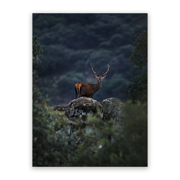 Schilderij Hert bij Schemer