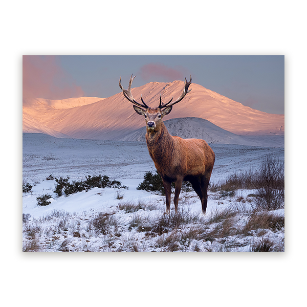 Schilderij Hert in Winterlandschap