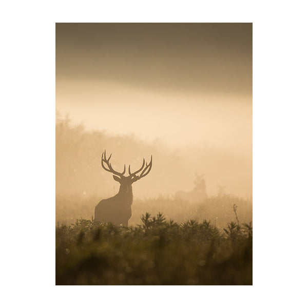 Schilderij Hert van het Nevelwoud