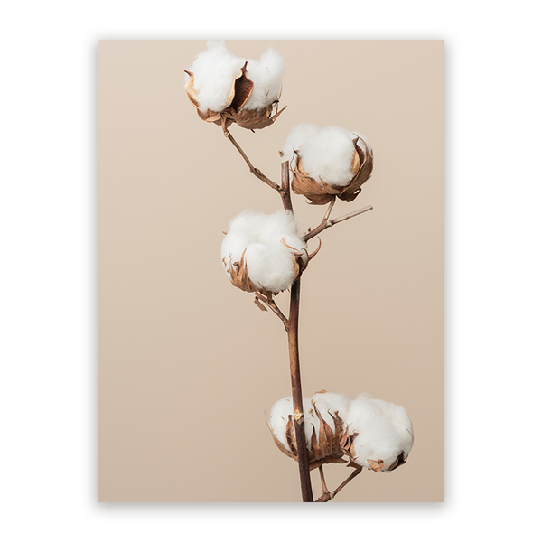 Schilderij Katoenplant