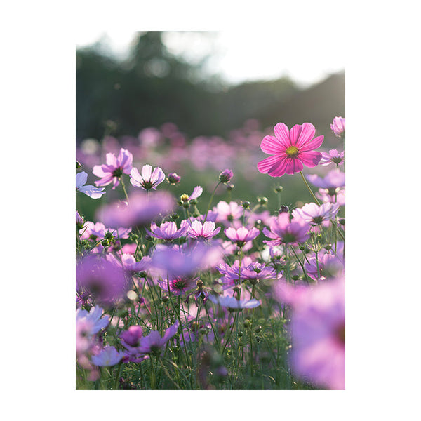 Schilderij Veldbloemen in Volle Bloei