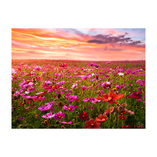 Schilderij Bloemenveld bij Zonsondergang