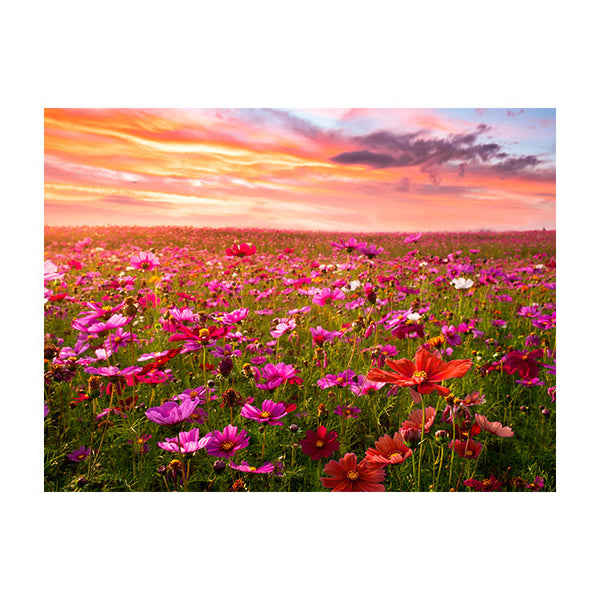 Schilderij Bloemenveld bij Zonsondergang