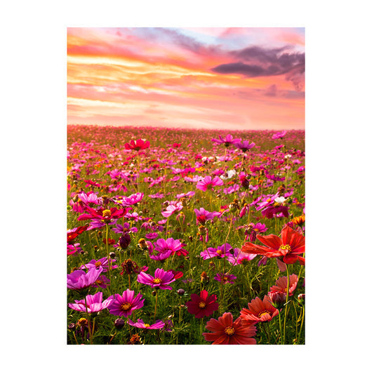 Schilderij Bloemenveld bij Zonsondergang