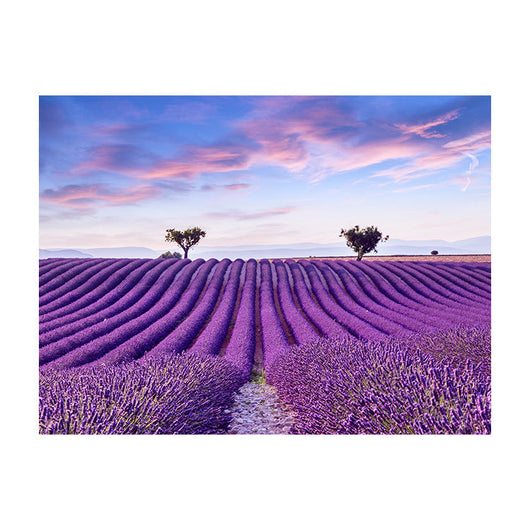 Schilderij Lavendelveld in de Provence