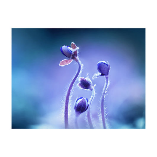 Schilderij Bloeiende Blauwe Bosbloemen