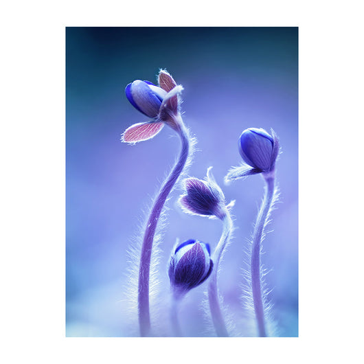 Schilderij Bloeiende Blauwe Bosbloemen