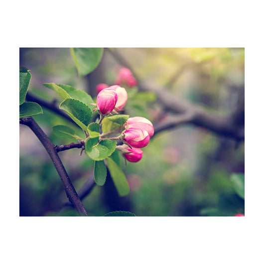 Schilderij Lenteknoppen in Zacht Licht