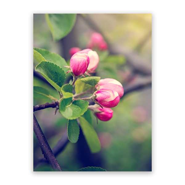 Schilderij Lenteknoppen in Zacht Licht