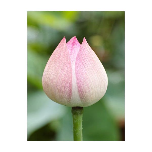 Schilderij Lotus Bloem