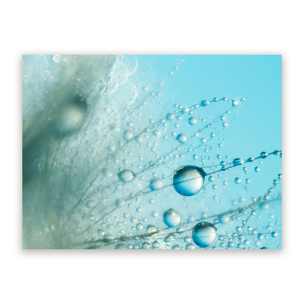 Schilderij Prachtige Dauwdruppels op Paardenbloem