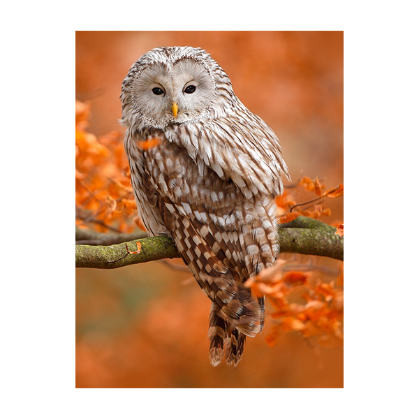 Schilderij Mystieke Uil