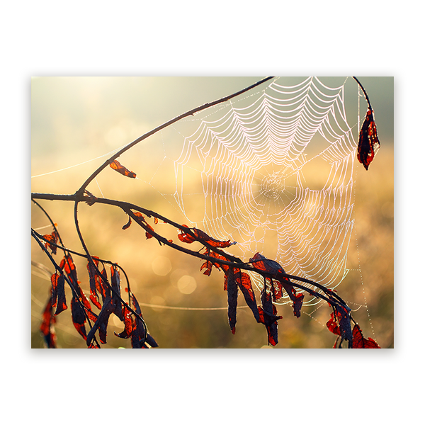 Schilderij Ochtenddauw op een Web