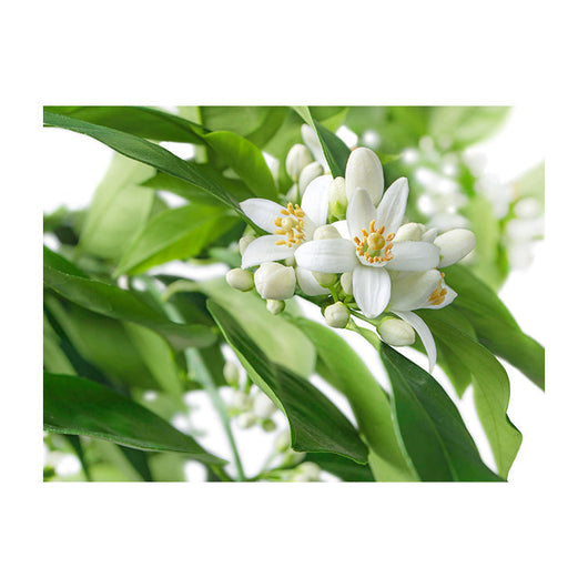 Schilderij Citrusbloesems in volle Pracht