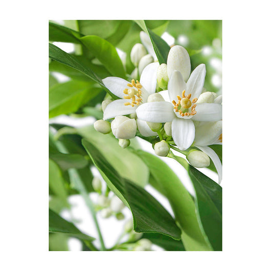 Schilderij Citrusbloesems in volle Pracht